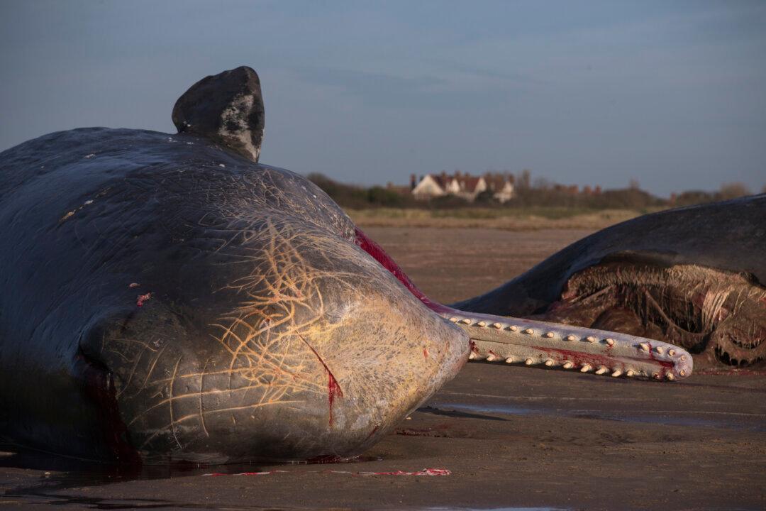 Calls to Halt Atlantic Offshore Wind Projects Grow Louder as Whale Deaths Continue