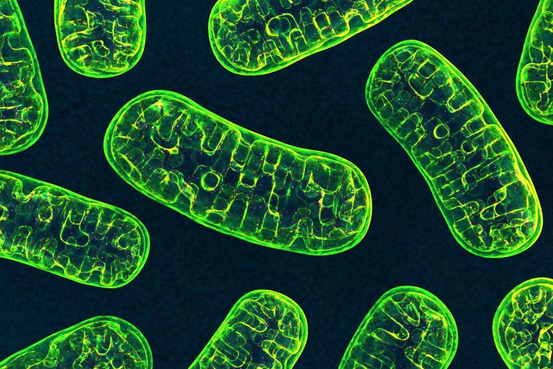 Mitochondria: This First Responder May Ease Chronic Inflammation