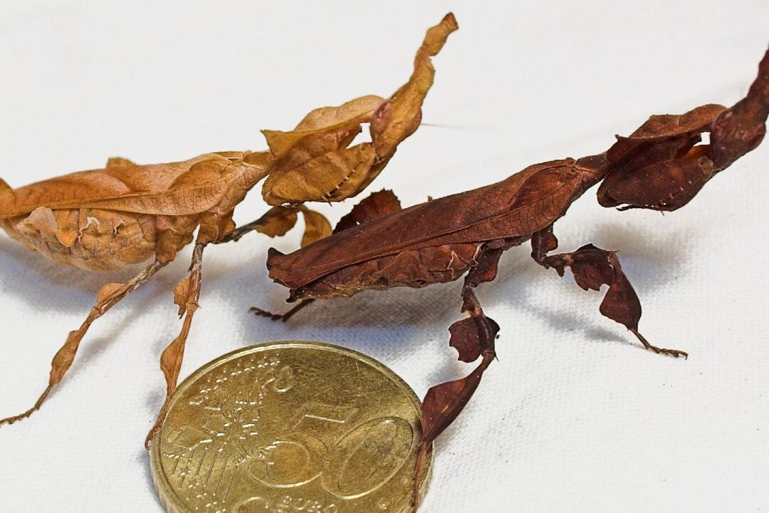 Meet the Ghost Mantis, an Elusive Species That Is Mistaken for a Dried Leaf