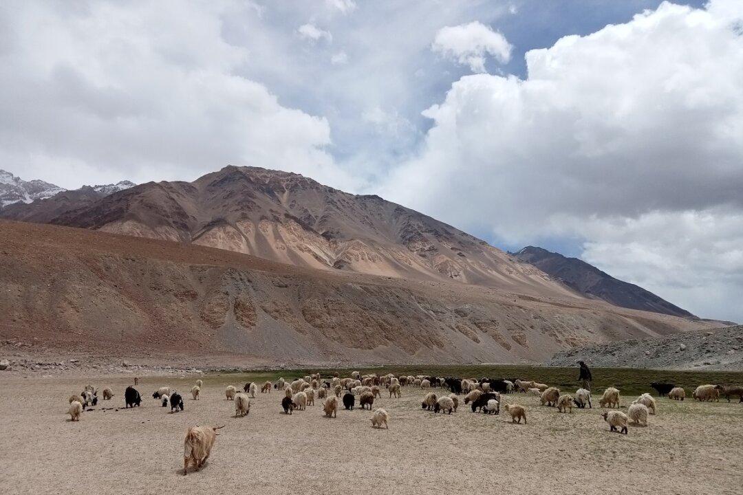 Soldiers Versus Shepherds: Indian Shepherds Stand Up to Chinese Military