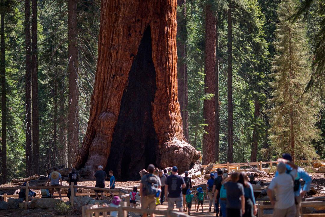 Firefighters Defend 3,000-Year-Old Grizzly Giant as Washburn Wildfire Grows