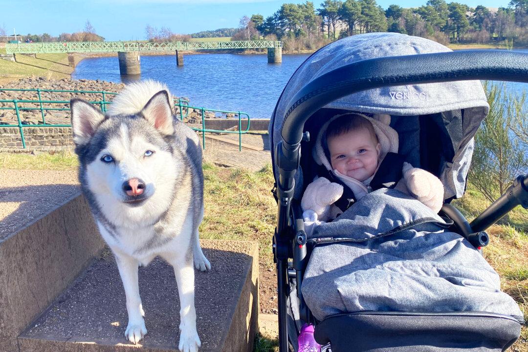 Husky That Loved Sleeping on Pregnant Owner’s Bump Shares Special Bond With Her Baby
