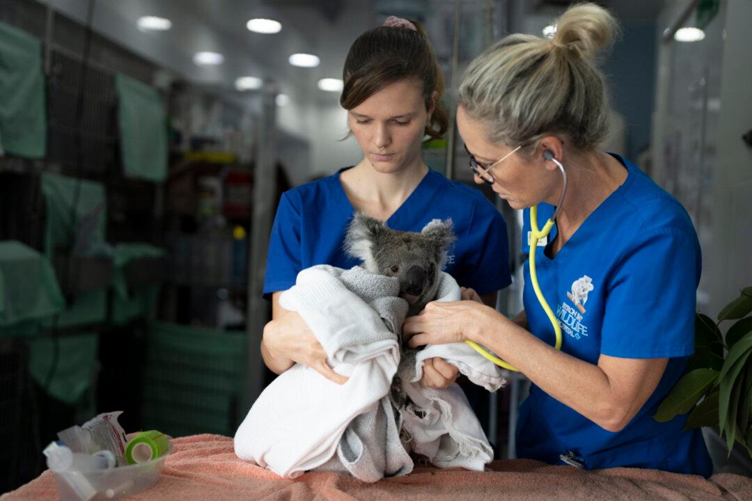 Vets Want Government Help to Solve Staffing Crisis