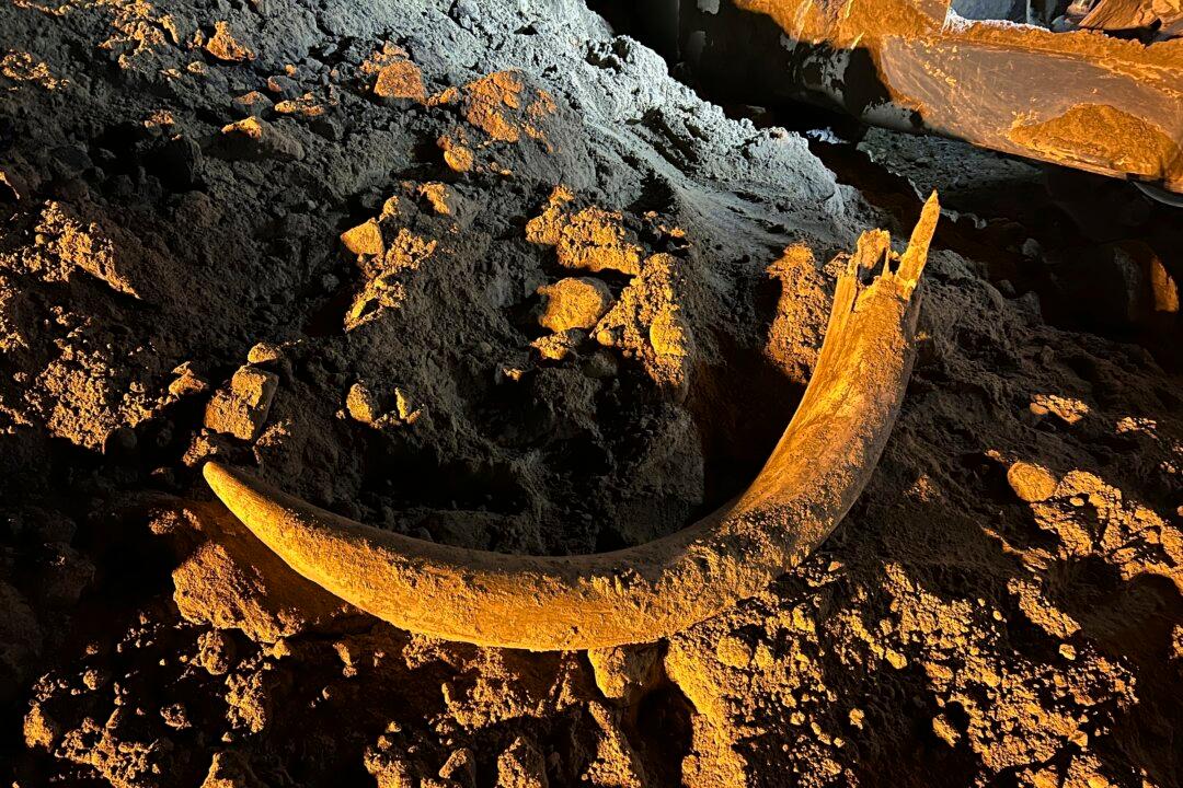 Coal Miners in North Dakota Unearth Mammoth Tusk Buried for Thousands of Years