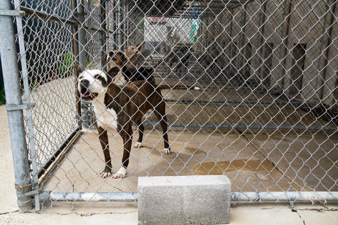 Vets Concerned About Rabies Outbreaks Amid Vaccine Shortages