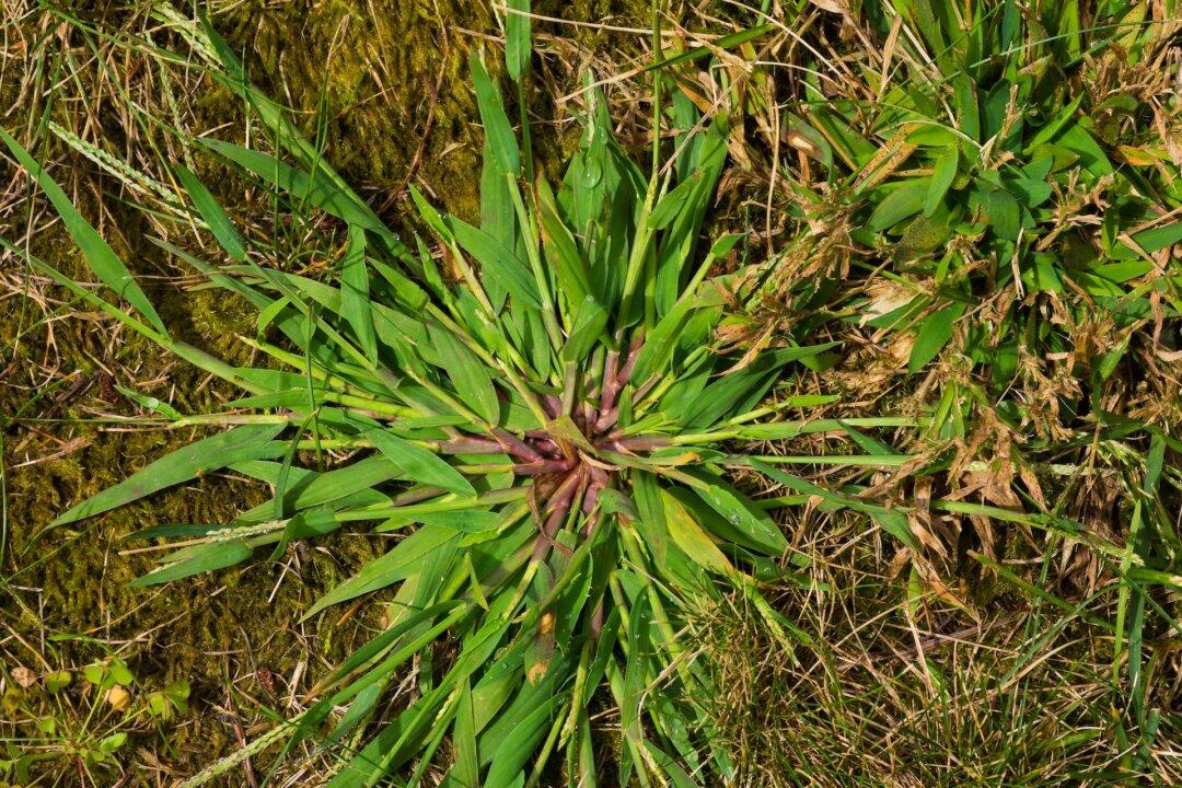 Crabgrass and Dormant Oil