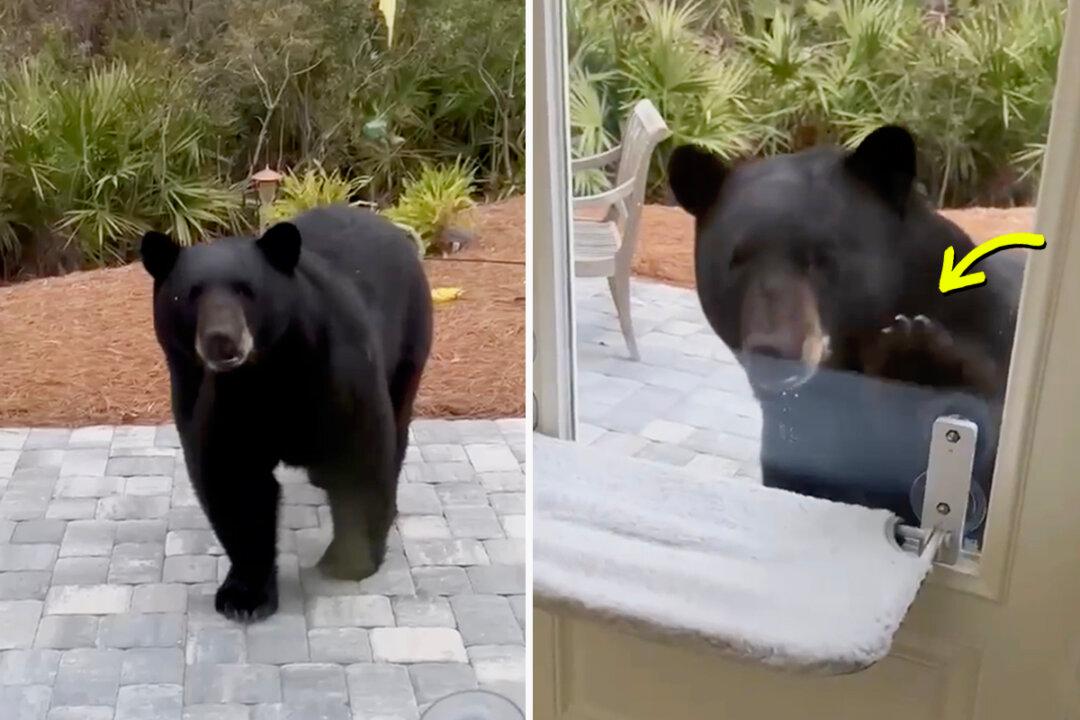 VIDEO: Florida Woman Was ‘Super Nervous’ as a Black Bear Knocked on Her Glass Door With His Paw