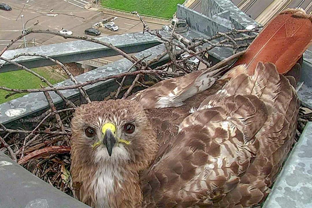 Red-Tailed Hawk Has Made a Texas Highway Camera Her Home for a Decade: ‘They’re Fun to Watch’