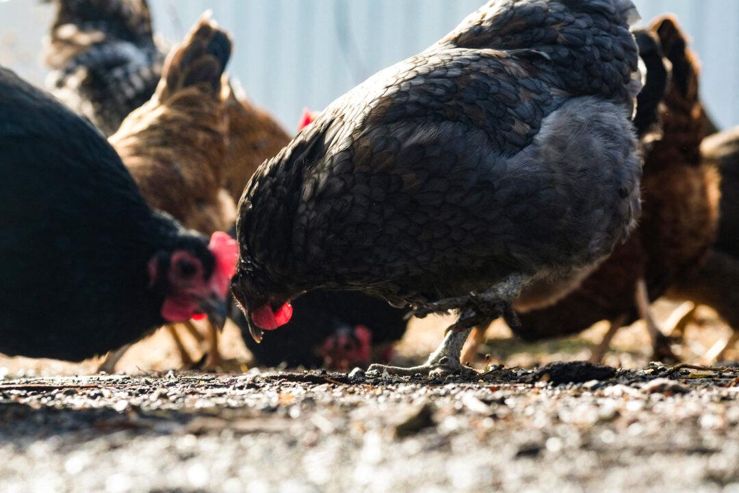 Michigan Issues Emergency Order to Combat Bird Flu