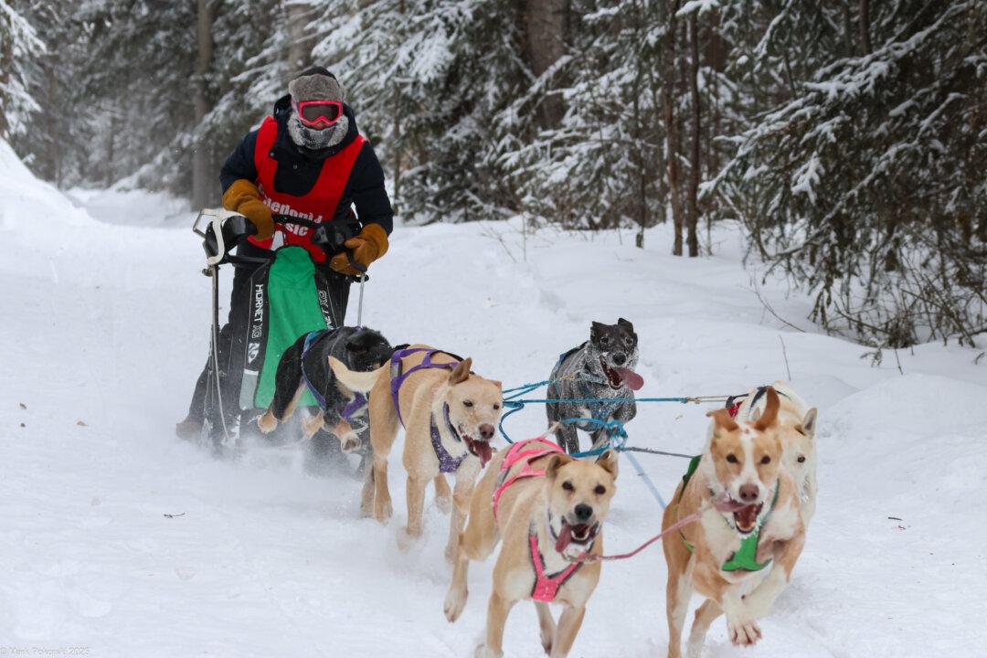 Amid Sled-Dog Racing Season, Enthusiasts Sing the Praises of the Sport