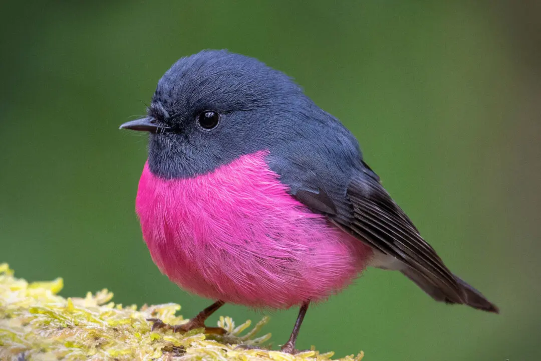 Pink Robins Are Found Only in Australia—Photographer Captures Their Bright Neon Hues