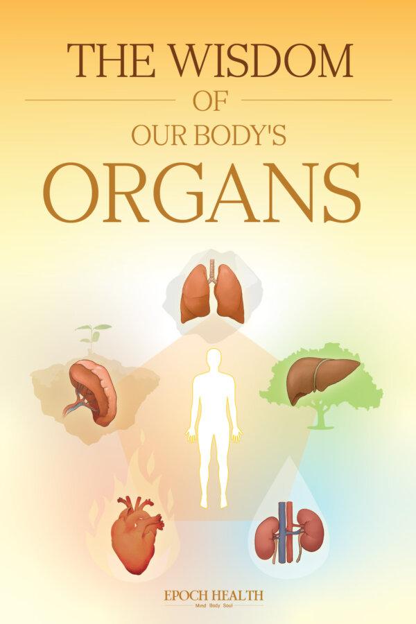 The Wisdom of Our Body’s Organs