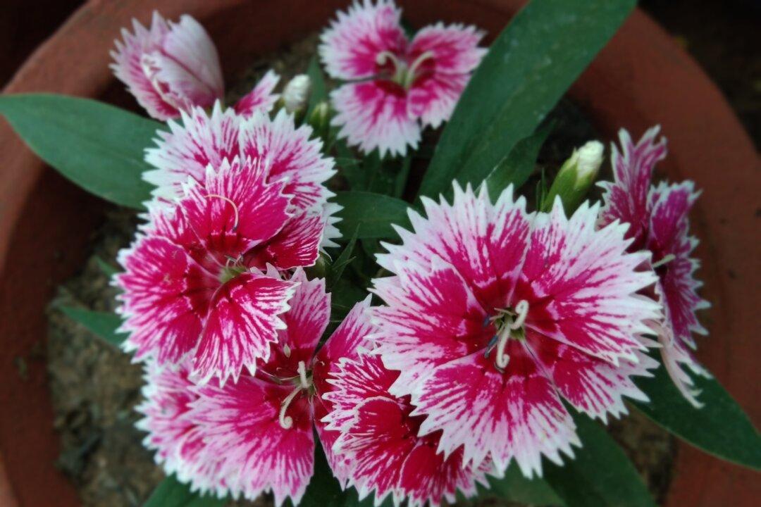 All-America Selections Flower Winners