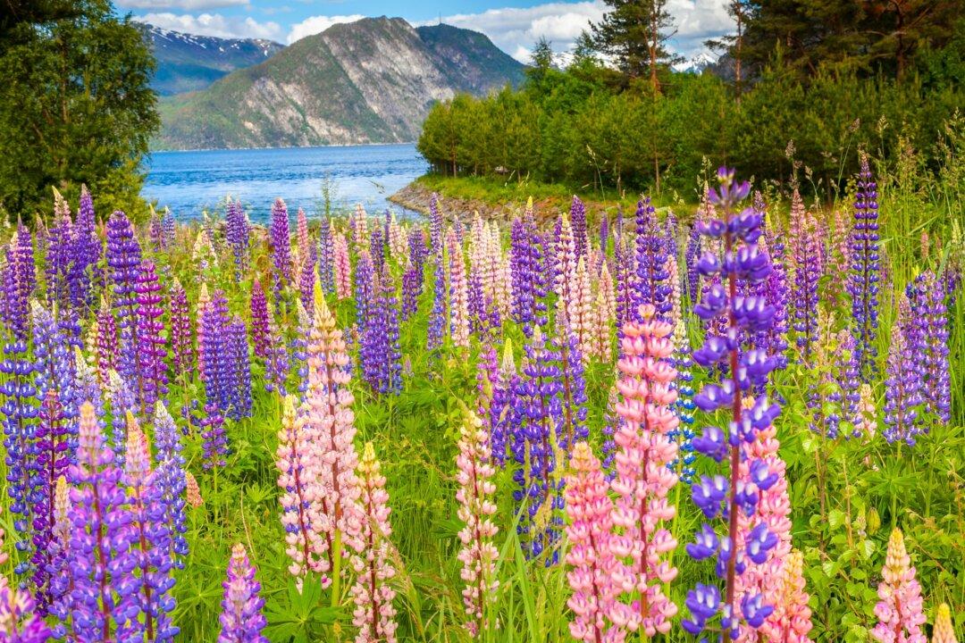 A Persistent Voice: Lydia Maria Child’s Short Story ‘Wergeland, the Poet’