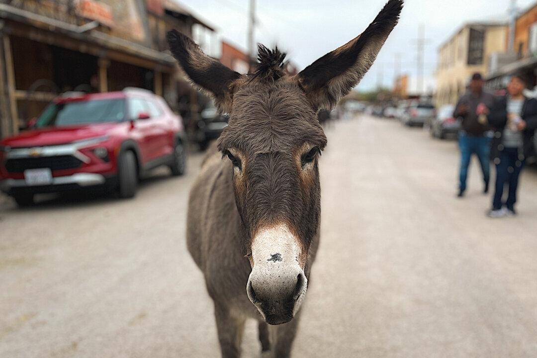 Wild Donkeys Reign Supreme in Tiny Arizona Town