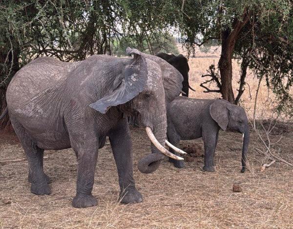 Discover the Cradle of Civilization in Tanzania