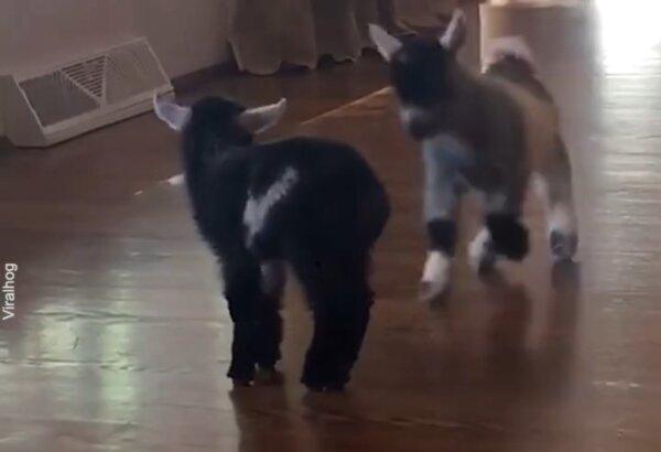 Two Mini Pygmy Goats Play