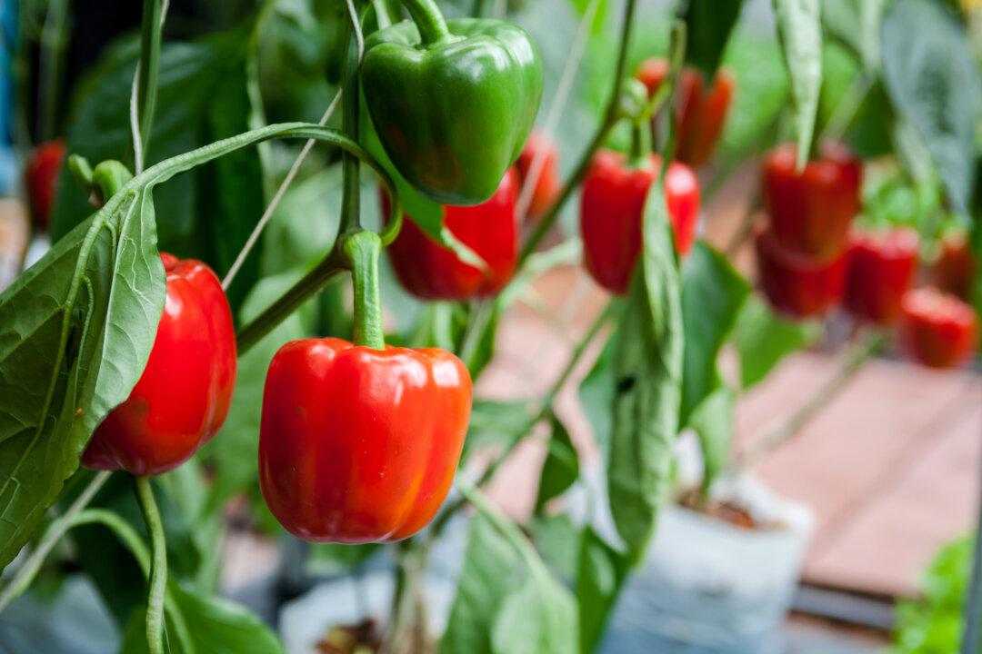 Why Aren’t My Bell Peppers Growing? Tips for an Abundant Harvest