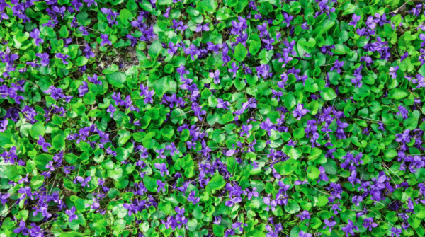 Violets. (Courtesy to Herbs with Rosalee)
