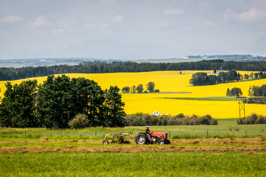 Canadian Canola Producers ‘Deeply Disappointed’ by China’s New Tariffs, Call for Ottawa’s Support