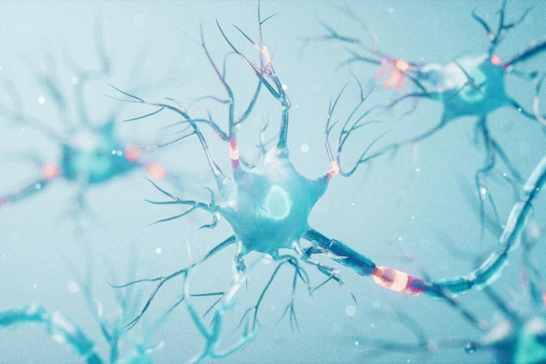 Beyond Muscle: How Protein Supports Your Nervous System