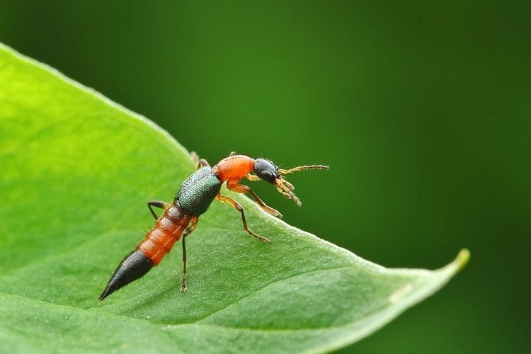 ‘Acid Bugs’ Linked to Cases of Severe Skin Reactions in Northern China