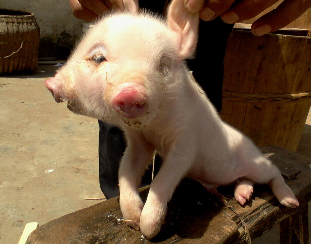 Two-Headed Pig Born in Chinese Village (+Photo)