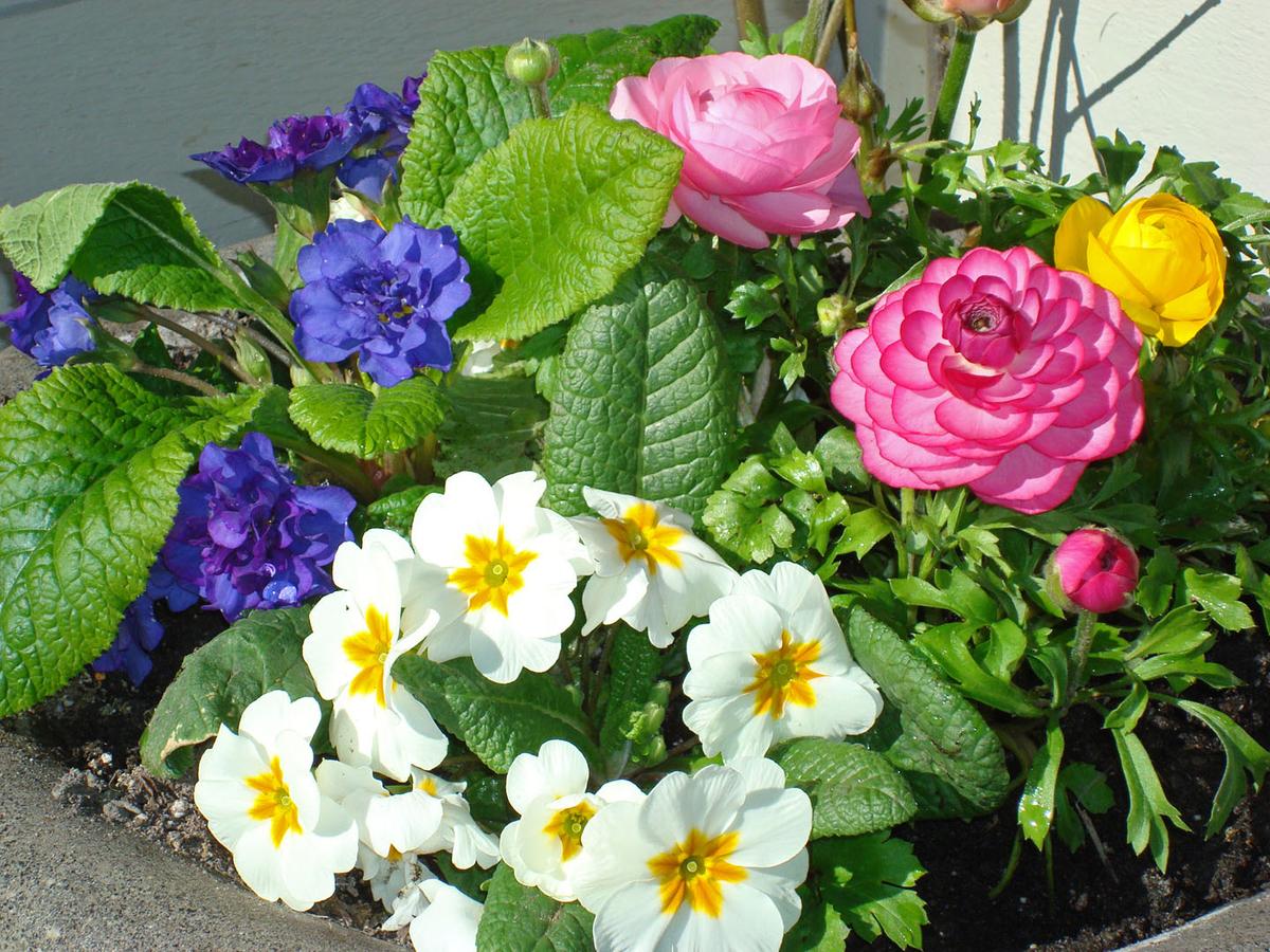 Springtime and Flowers Help Improve Mood 