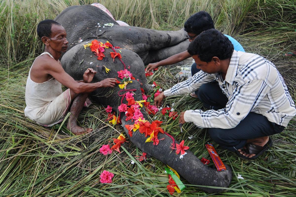 Elephants Being Killed on Indian Railway Tracks