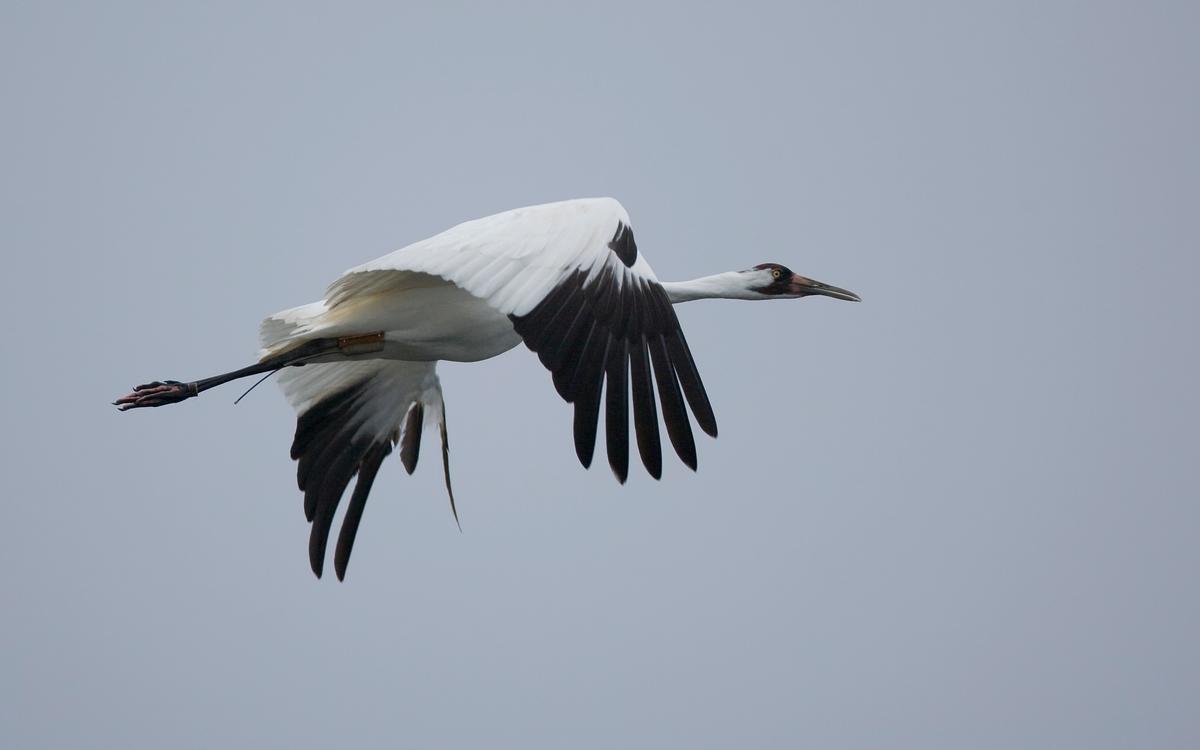 Calgary Zoo’s Effort to Conserve Whooping Cranes gets Funding Boost