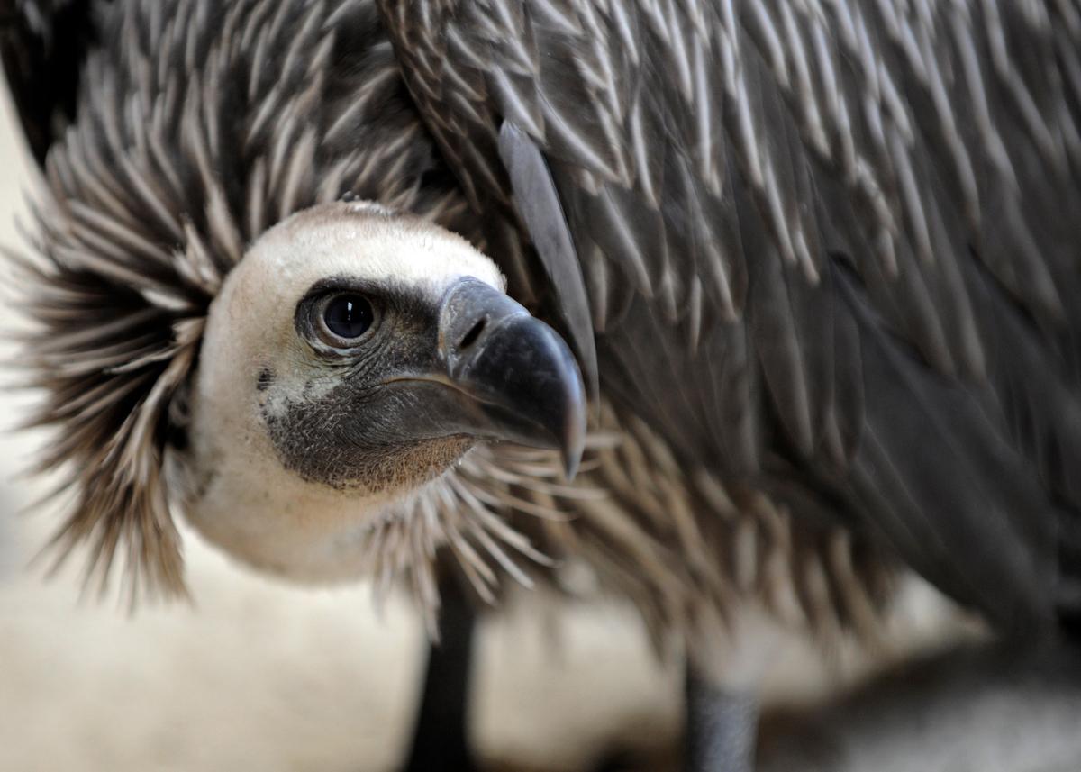 Woman Eaten By Vultures After Falling to Death in France