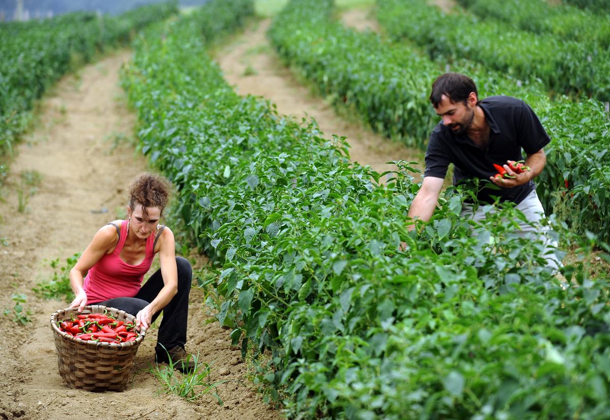 Plants Can Hear Each Other, Research Suggests