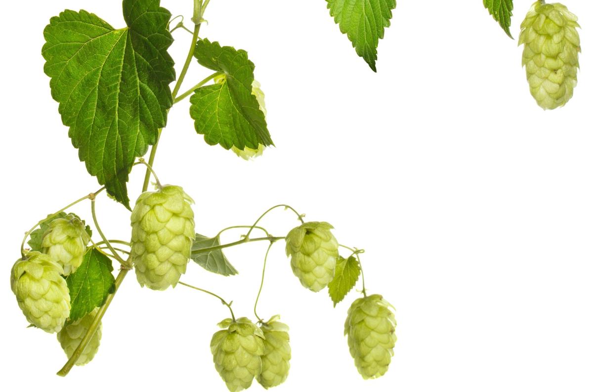Hops: The Manager’s Herb