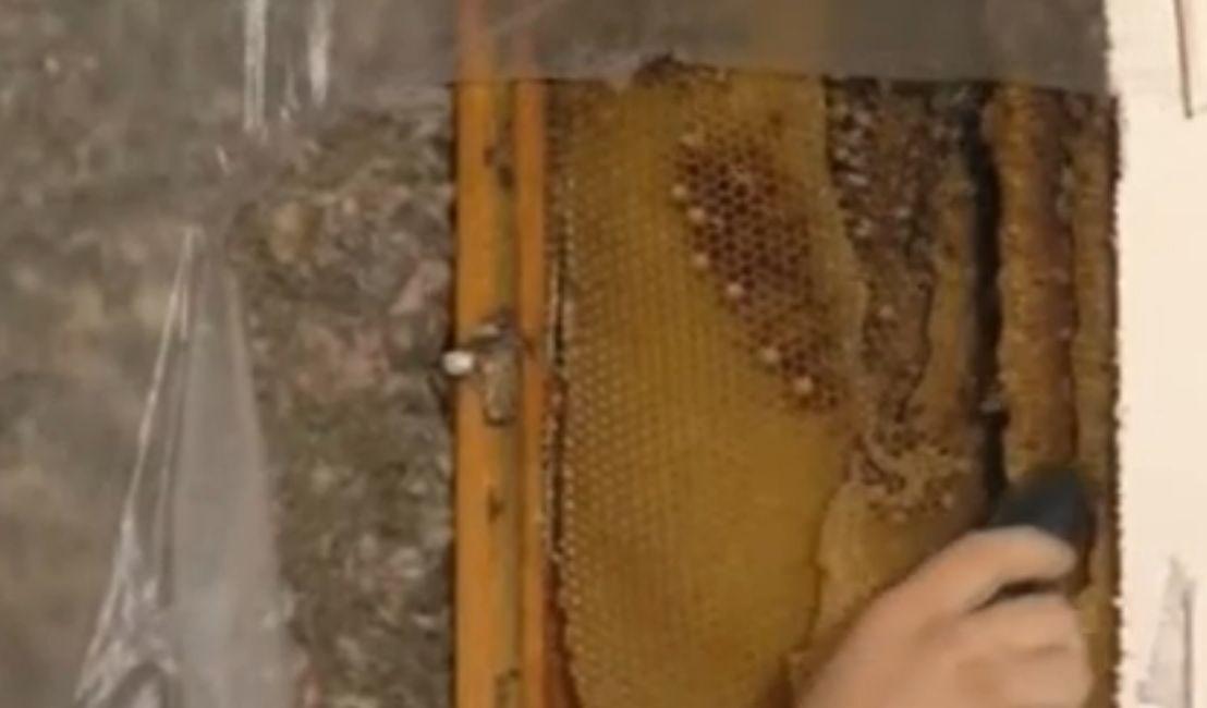40,000 Bees in Bedroom Removed 