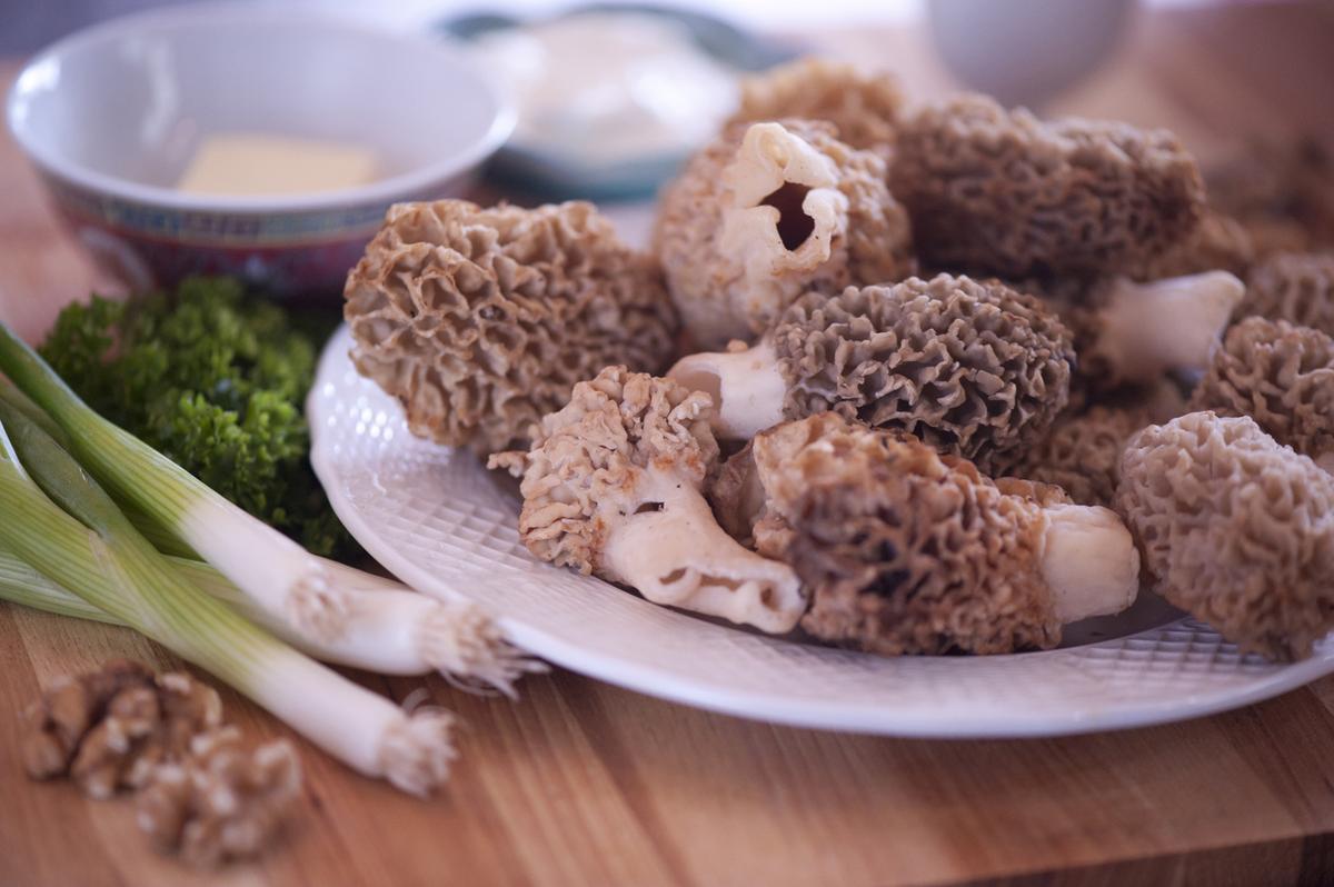 Wild Morels: A Delicacy Any Way They’re Served 