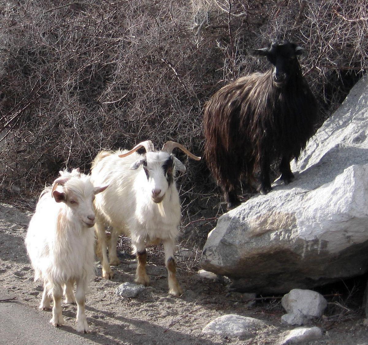 Thousands of Rare Pashmina-Wool Goats Dead