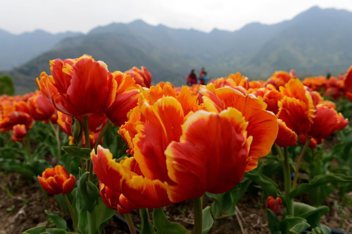 Asia’s Biggest Tulip Garden in India (Photos)