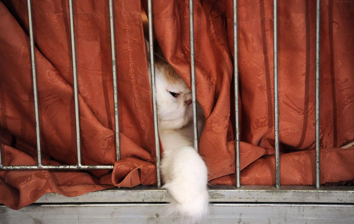 Cat Caught Smuggling Cell Phone in Russian Prison
