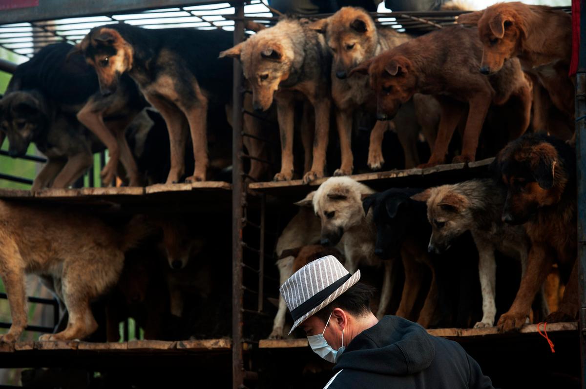 Chinese Animal Activists Save 400 Dogs from Meat Festival