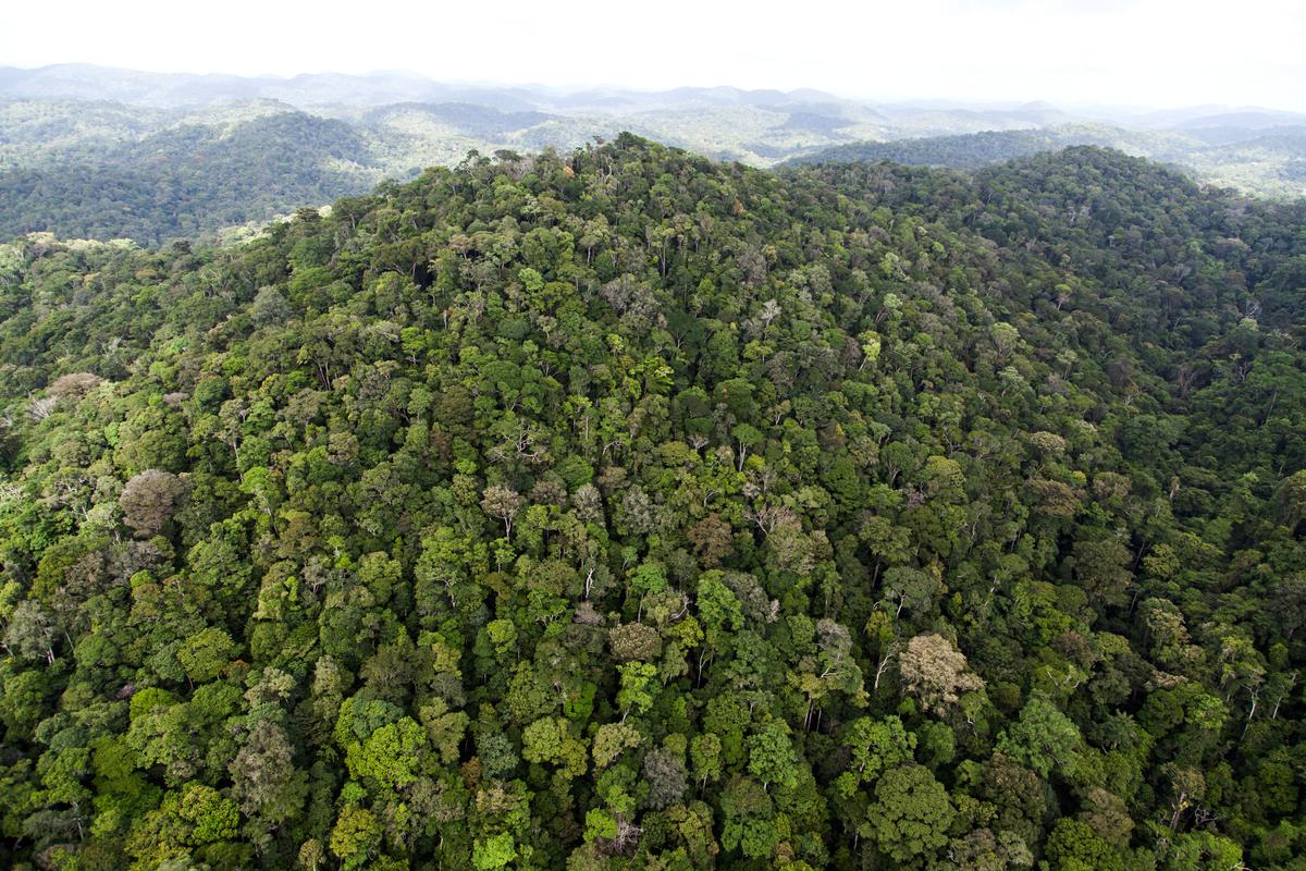 Amazon Fires: 3 Percent Burned in Past 12 Years, NASA Says