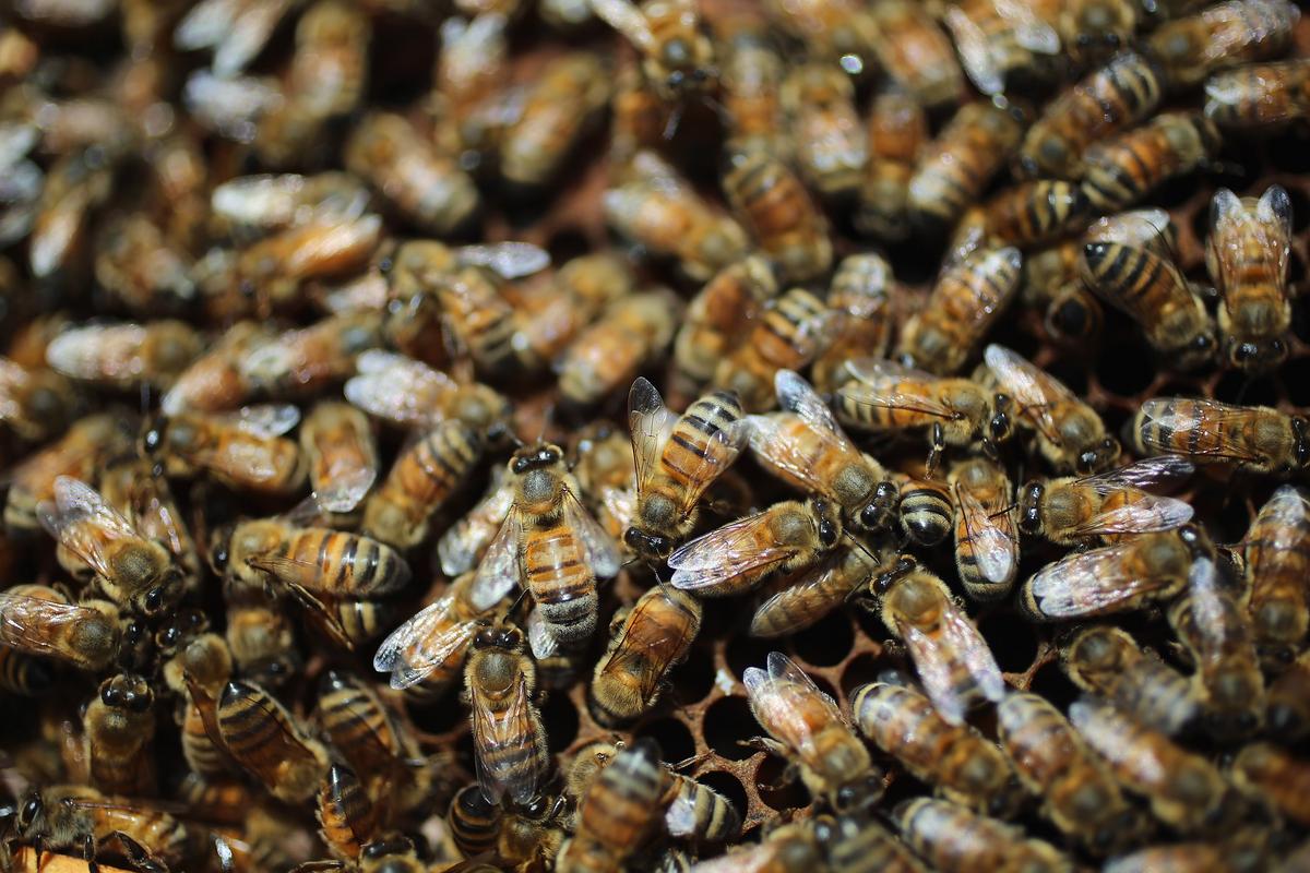 Bee Swarm Attacks Man, Kills Dog in Houston