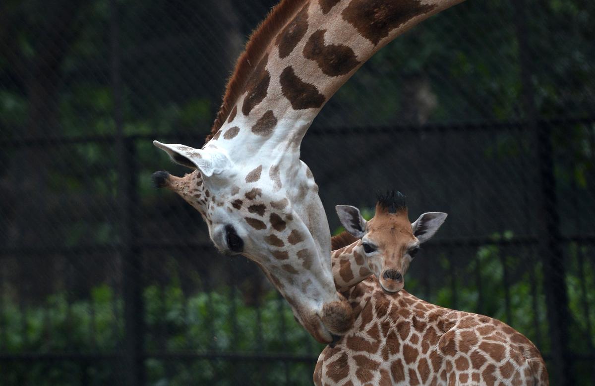 Rare African Giraffe Born in India (Photos)