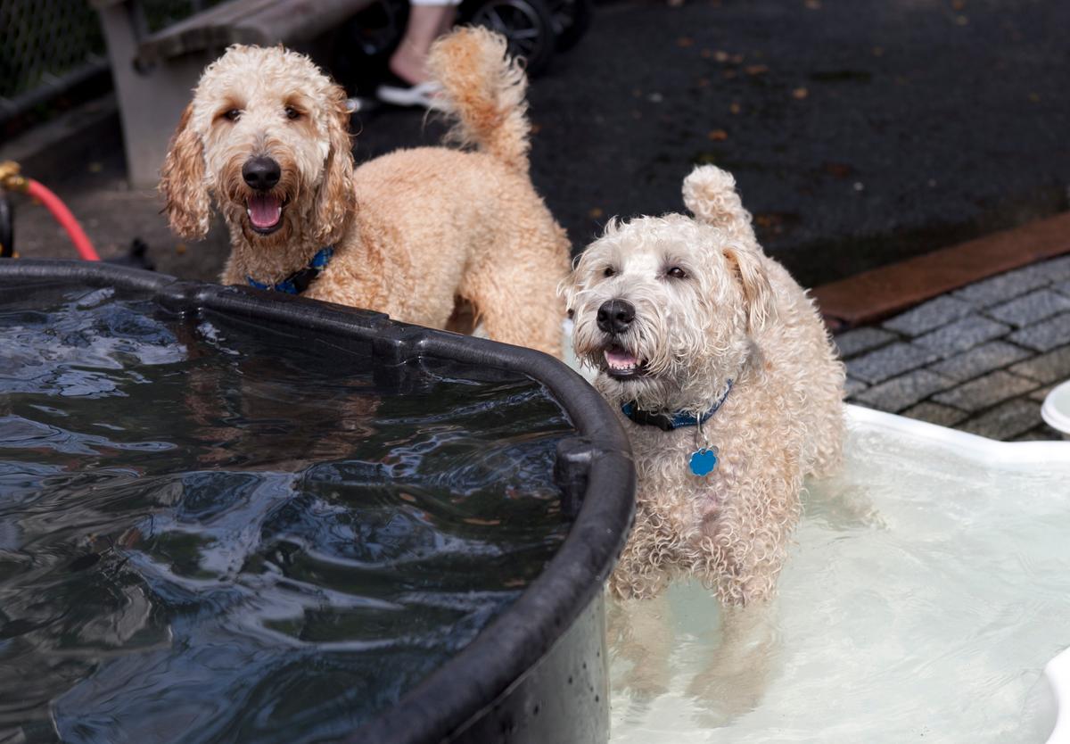 New Yorkers Keep Pets Cool During Summer Heat