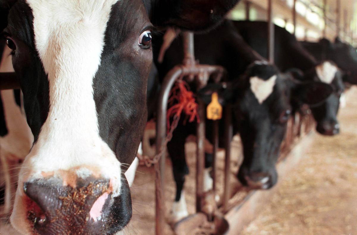  Food Stamp Cuts and Dairy Policy Derail Farm Bill