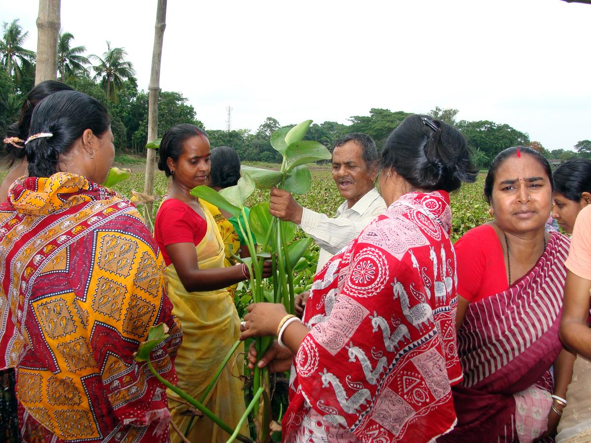 Nuisance Weed Converted Into Utility Products