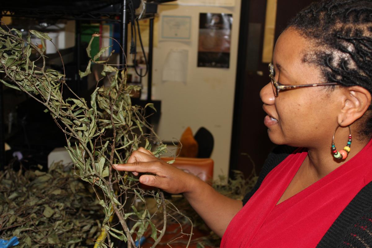 Cicadas Bring the Noise, Bring the Science