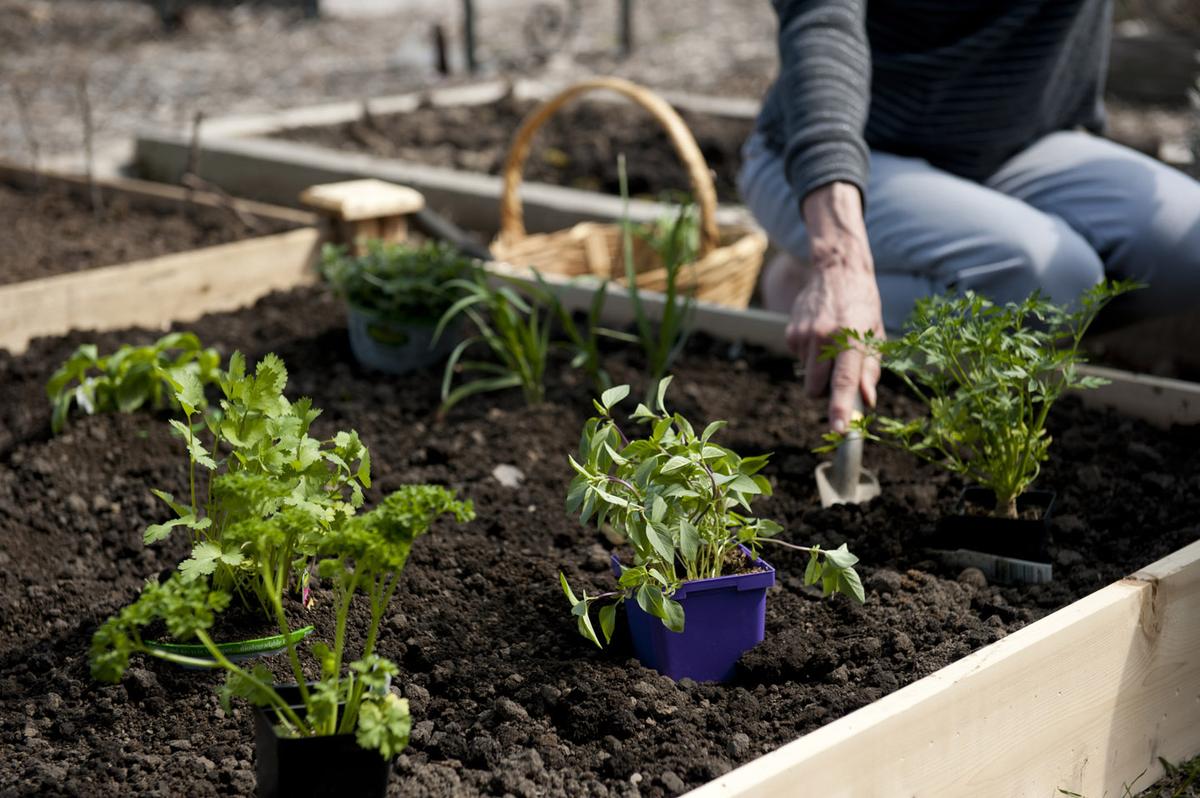 Raised Garden Bed Kits For Growing Culinary Herbs 