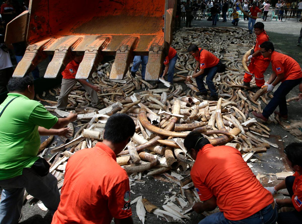 In Fight Against Elephant Poaching, Philippines Crushes 5 Tons of Ivory