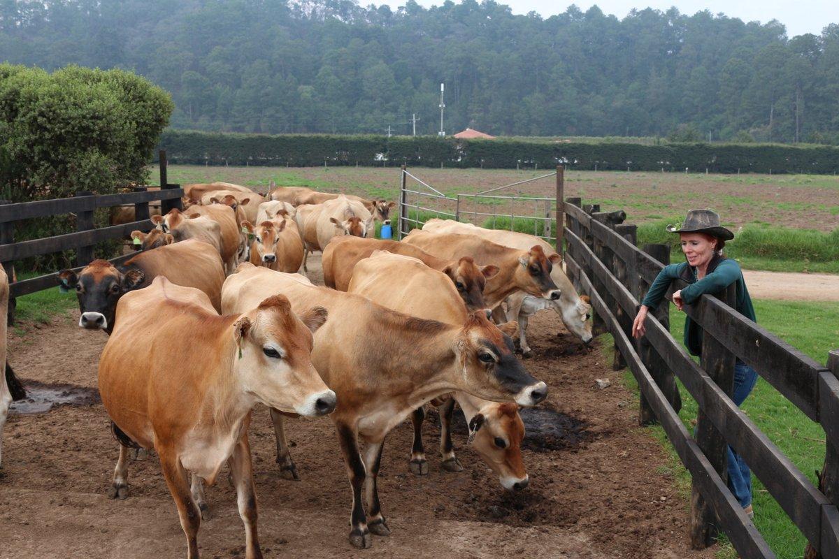 Finca Pasajinak, Guatemala’s Largest Dairy Operator