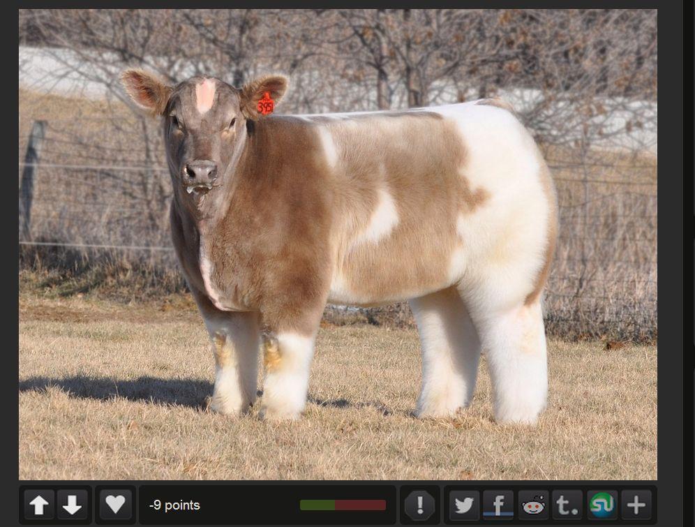 ‘Fluffy Cow’ Posted on Reddit, Takes Internet by Storm (+Photo)